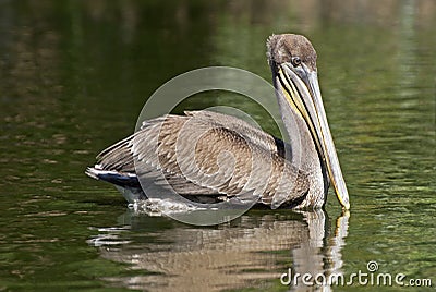 Brown pelican swimming in a lake