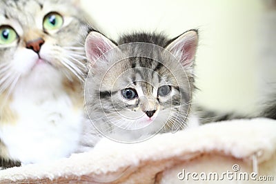 Brown puppy of siberian cat