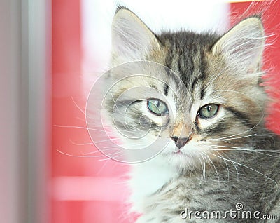 Brown puppy of siberian cat