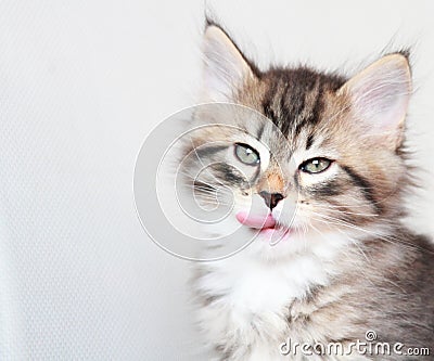 Brown puppy of siberian cat