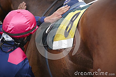 Brown race horse detail with jockey