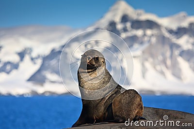 Brown seal