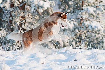 Brown siberian husky dog jumps in the snow