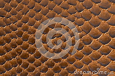 Brown snake skin background