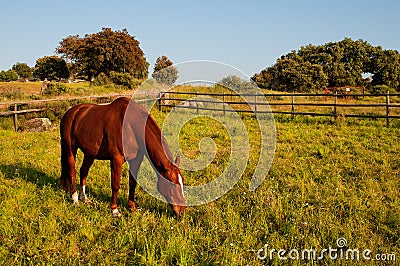 Brown spanish horse in a fenced field