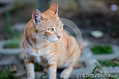 Brown striped cat with awareness