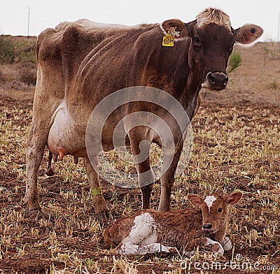 Brown Swiss Cow with her New Born Calf