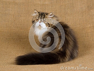 Brown tabby Persian kitten on burlap