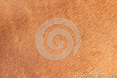 Brown texture of horse hair