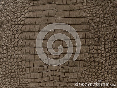 Brown textured crocodile skin