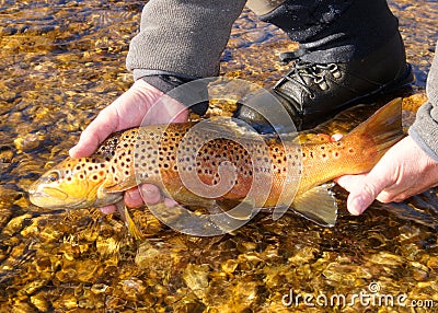 Brown Trout fish
