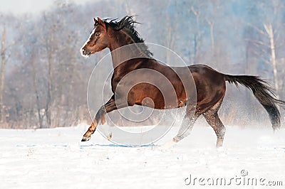 Brown welsh pony stallion in winter