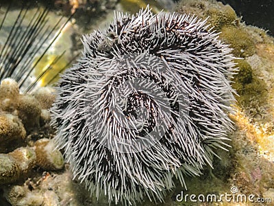Brown and White Sea Urchin