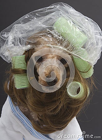 Brunette Poodle In Her Green Curlers and Shower Cap