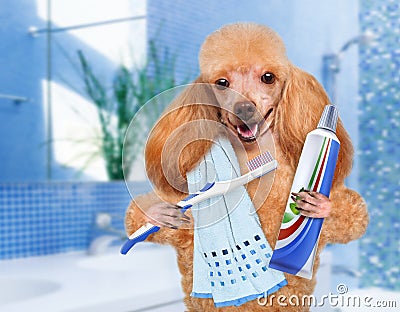 Brushing teeth dog