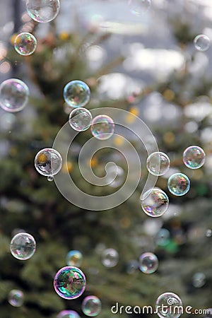 Bubbles Floating with Evergreen Tree background