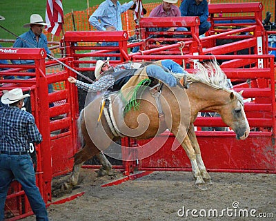 Bucking Horse with Cowboy Coming Out of Gate