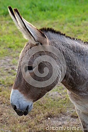 A buckskin color donkey at a local farm.