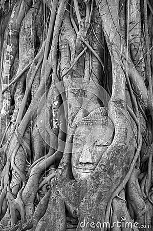 Buddha head covered by roots of a tree