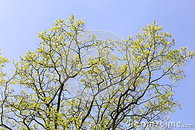 Budding leaves of an oak tree against a blue sky