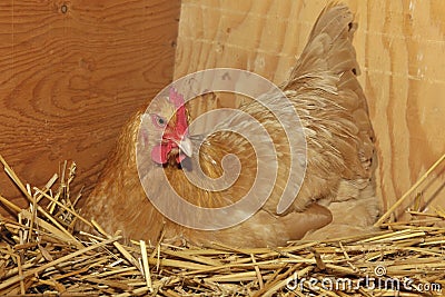 Buff Orpington chicken hen on nest.