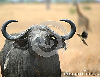 Buffalo Giraffe and Oxpecker