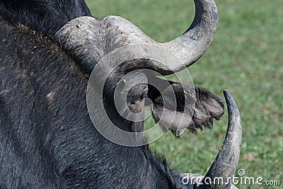 Buffalo head and horns