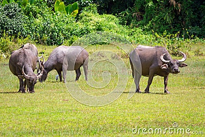 Buffalo in wildlife, Thailand