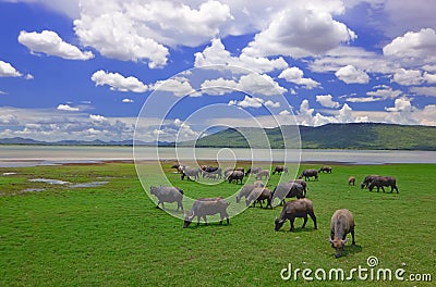 Buffaloes in a field of grass with blue sky