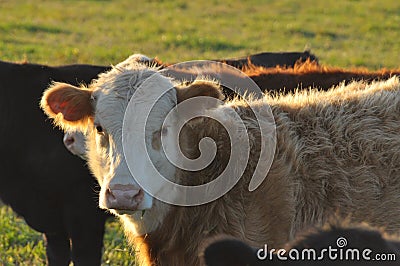 A bull calf face on fringed with evening light