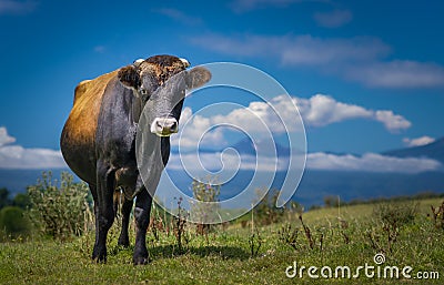 Bull or Cow standing with blue sky and clouds