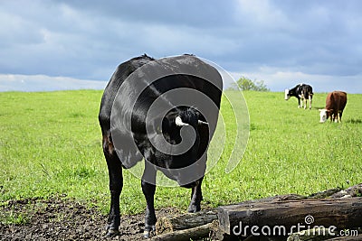 Bull and cows on a green field