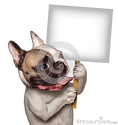 bull dog holding sign blank white as french bulldog smiling happy expression supporting communicating message 32278066