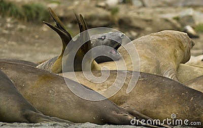 Bull Elephant Seals attempting to sleep.