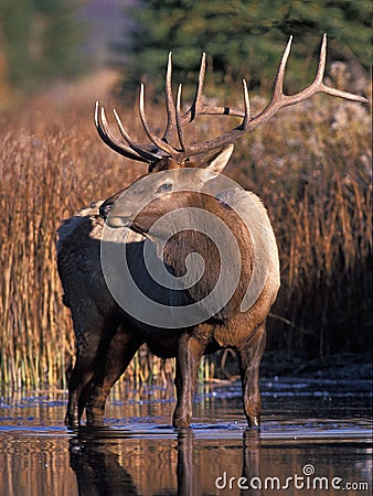 Bull Elk