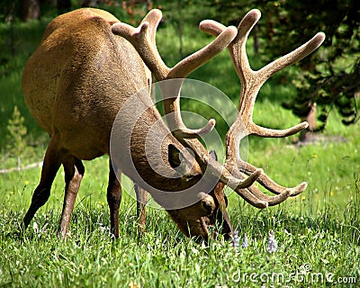 Bull elk grazing