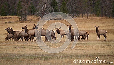 Bull Elk and His Harem