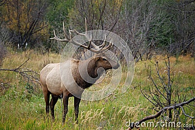 Bull Elk