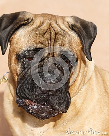 Bull Mastiff close up looking down