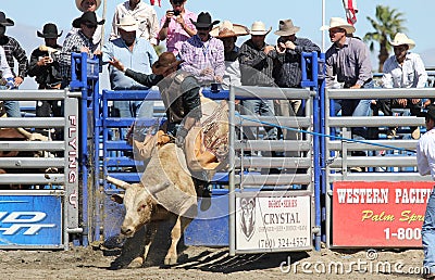 Bull Rider Out of The Gate