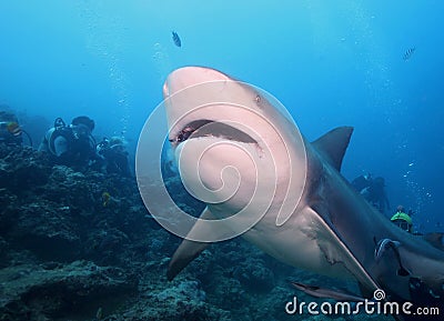 Bull Shark (Zambezi Shark)