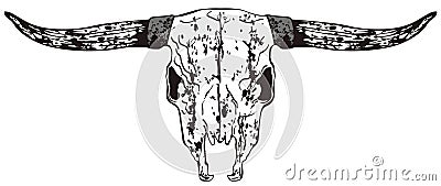 Bull Skull