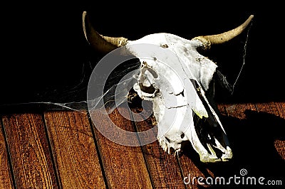 Bull skull backgrounds