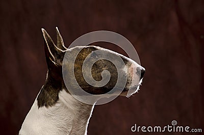 Bull Terrier head shot