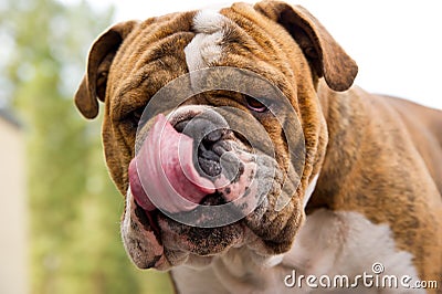 Bulldog licking his nose