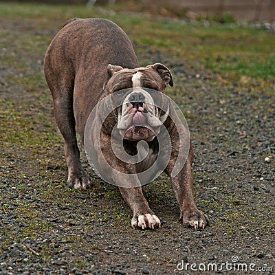 Bulldog yawning and stretches