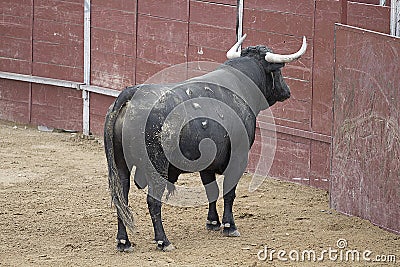Bullfight. Fighting bull picture from Spain. Black bull