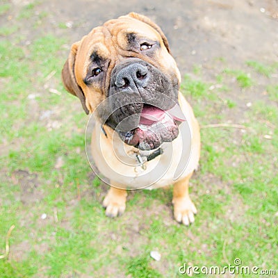 Bullmastiff dog portrait