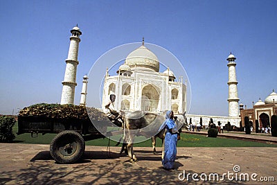 Bullock cart in front of Taj mahal