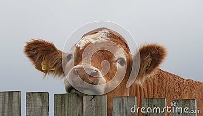 Bullock looking over fence